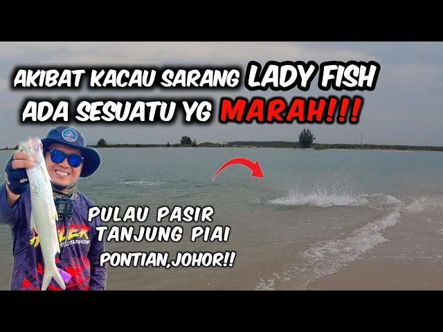 🔴BERGASAK LADYFISH TAK BERINGAT TIBA-TIBA DIA MUNCUL‼️MONSTER ATAU PENUNGGU PULAU PASIR PONTIAN⁉️