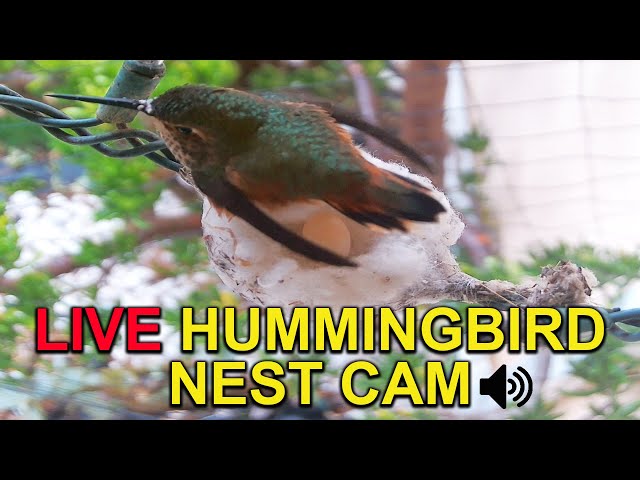 Live Allen's Hummingbird "Sapphire" Nest Cam from Hatch to Fledge