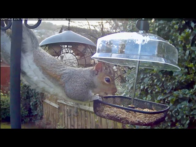 Bird Feeder Webcam in Sheffield - See Starlings, Robins, Tits, Sparrows, Jackdaws, Magpies and More!