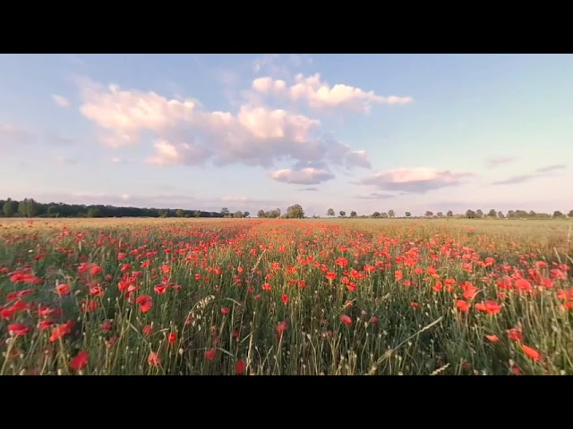 3D VR-Meditation Nature VR-drone flying field of poppies Relaxation music