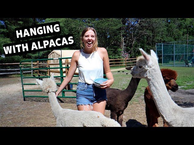 24 Hours on an ALPACA FARM | tiny home living