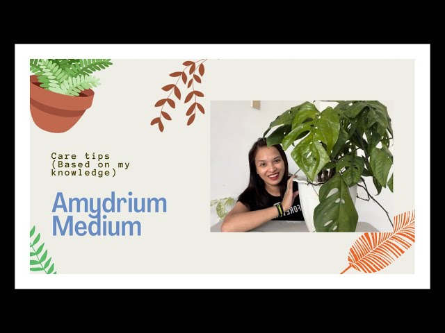 Amydrium medium | Easy care tips |