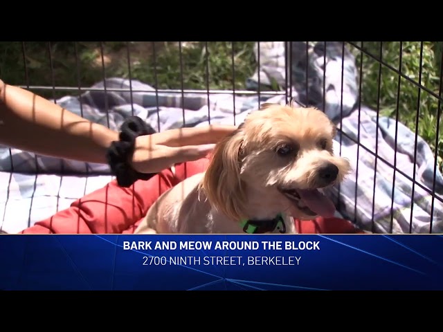 12th Annual Bark and Meow Around the Block  BERKELEY HUMANE 2024