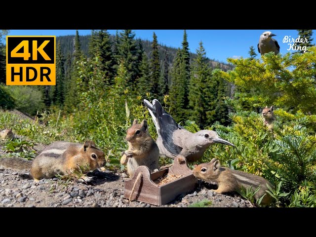 Cat and Dog TV 🐱 8-Hour 🐶 4K 📺 Chipmunks, Squirrels, Birds in the Mountains