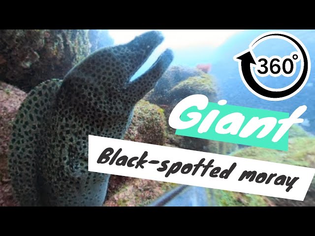 360° 4K Giant moray eel  (Black-spotted moray)