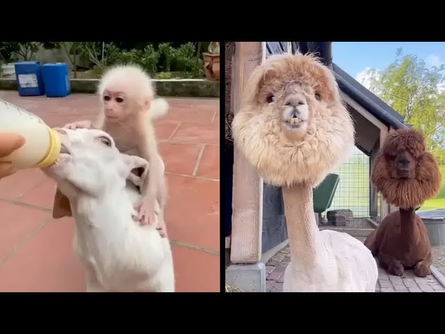 This Might Be the Funniest Animal Video Ever