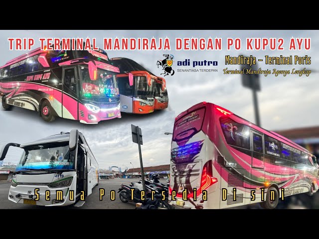 Keseruan Trip Po Kupu Kupu Ayu Mandiraja Tanggerang‼️Saling adu Bersama Po Pebepe