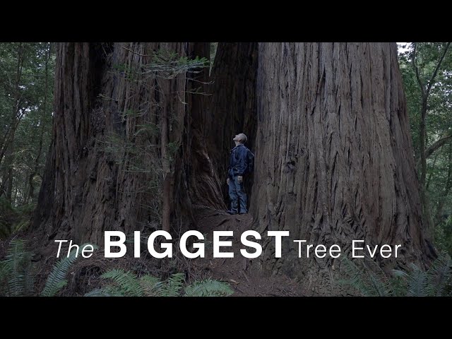 Stout Memorial Grove Trail & Tall Tree Grove Loop Trail | REDWOODS National Park