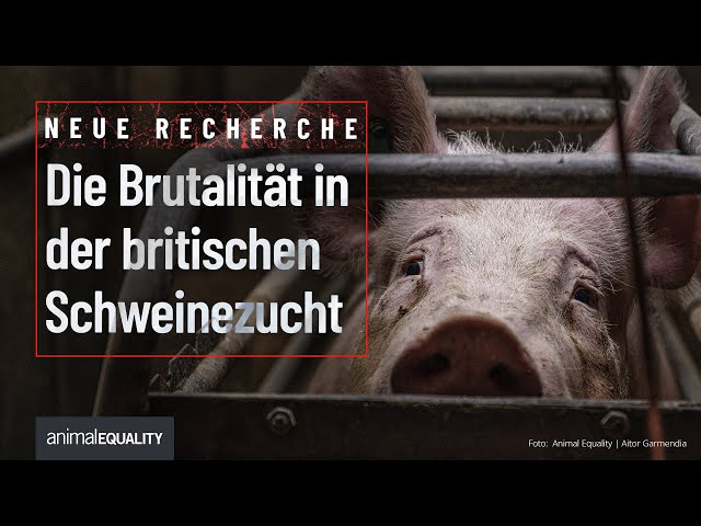 Recherche: Schockierende Zustände in englischem Schweinezucht-Betrieb dokumentiert