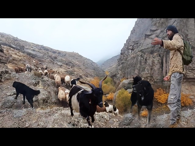 Reza’s Flock: A Shepherd’s Life in Nature’s Embrace