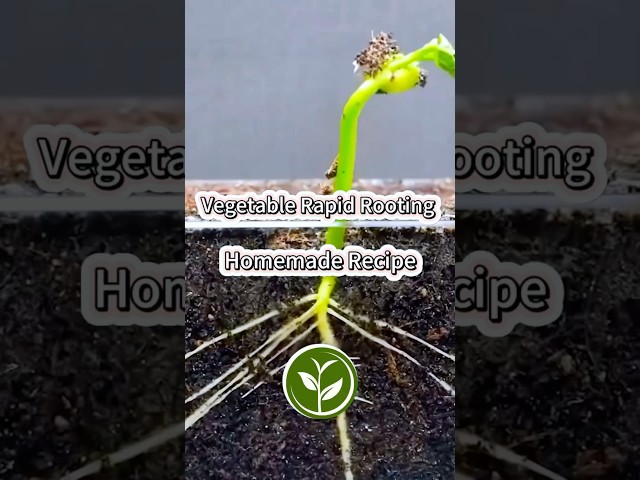 Vegetables Rapid rooting homemade Recipe #garden #youtubeshorts #gardeng #shortvideo #farming