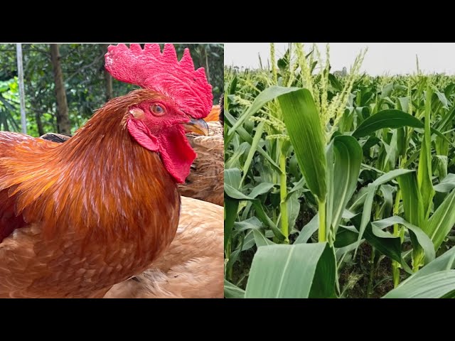 Raising Chickens on a Farm - Everything You Need to Know