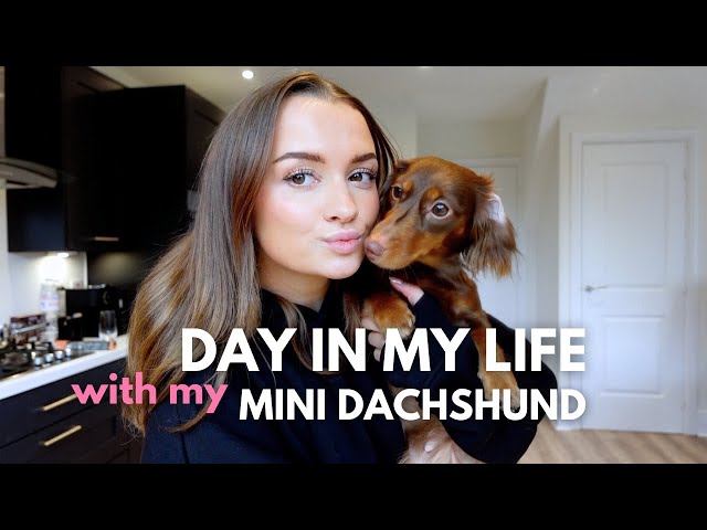 day in my life with my mini dachshund puppy