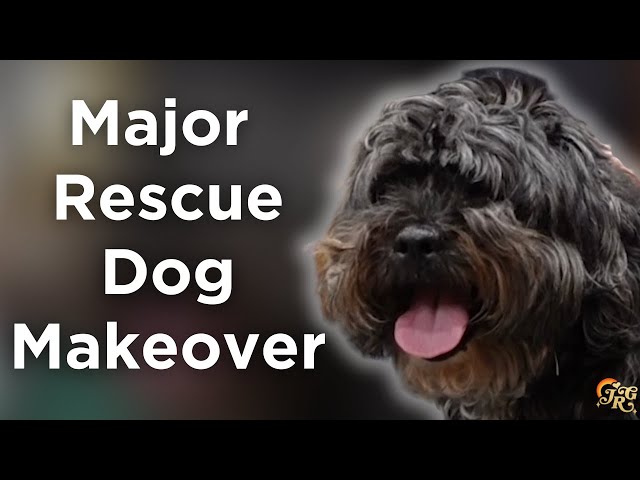 I Gave a Rescue Dog a HUGE Makeover