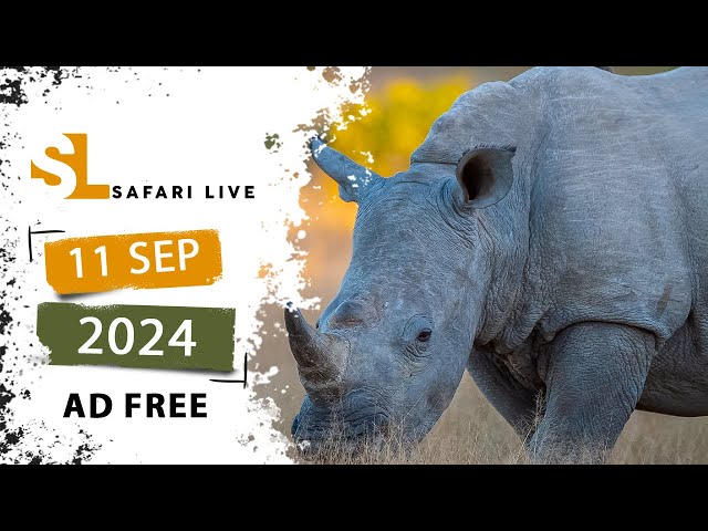 Rocket cats & white rhino - SafariLIVE Sunset - 11 September 2024 - AD FREE