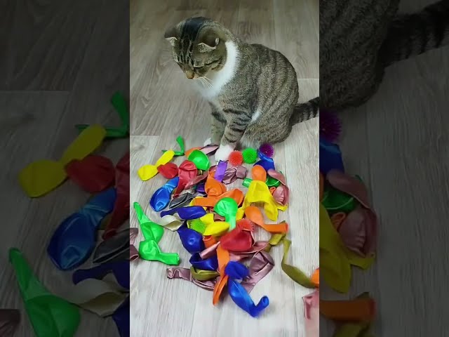 Funny Cats ❤ Satisfying Reverse Video Marbles Beads Cube