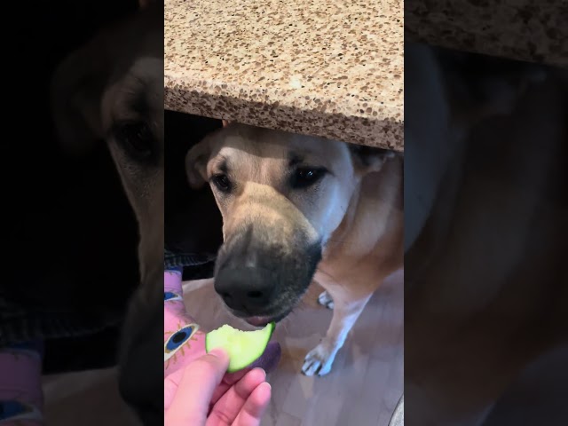 Cuteness Overload: Feeding Snacks to Adorable Dino!