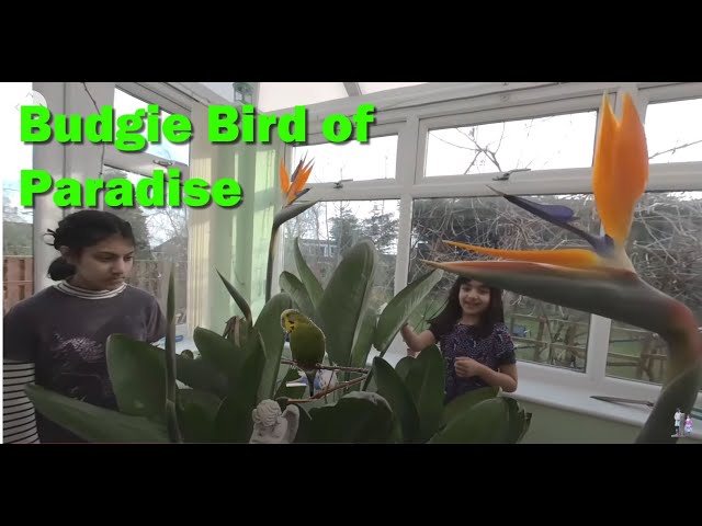 🆅🆁 Budgies Flying Around Flowering Real Bird of Paradise Plant in VR 180 3D  - Parakeets Care Fun UK