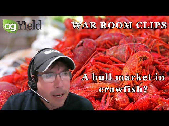 A bullish crawfish market?? Fun Fact Friday on The War Room.