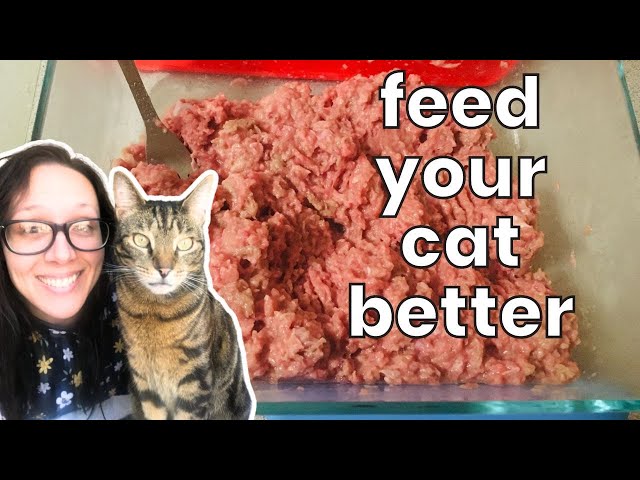 Easiest homemade raw cat food (beginner friendly)