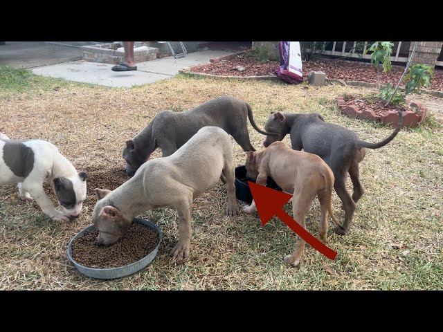 Pack Feeding Two Different Litters *Gone Wrong⁉️* XL Pitbulls Available 😍😍