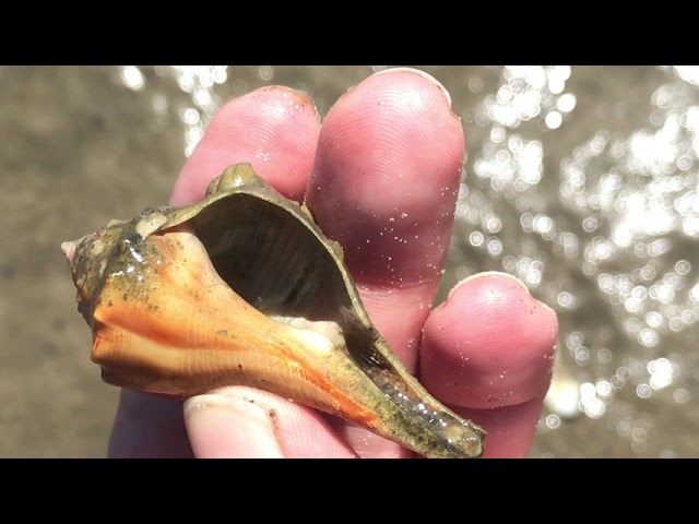 Exploring Masonboro Island Wilmington NC