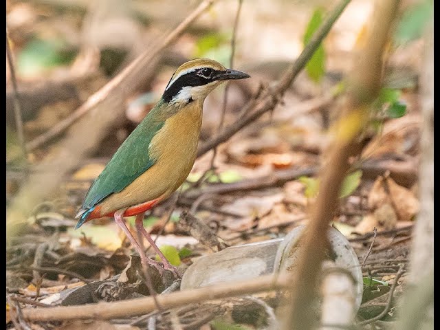 Indian Pitta