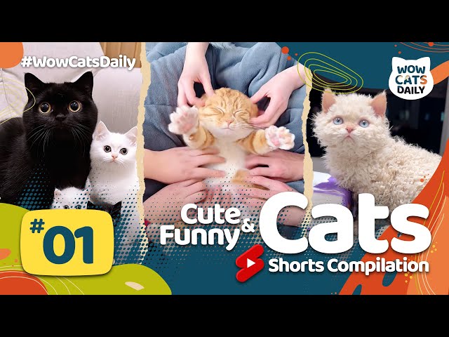 Cute & Funny Cat Shorts Compilation – Part 1 | Fluffy, Funny & Full of Love! 💖🐱 #WowCatsDaily