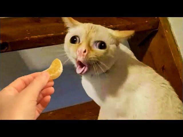 Funniest Animals 2024 🤣😅 New Funny Cats and Dogs Videos 😸🐶 Part 8