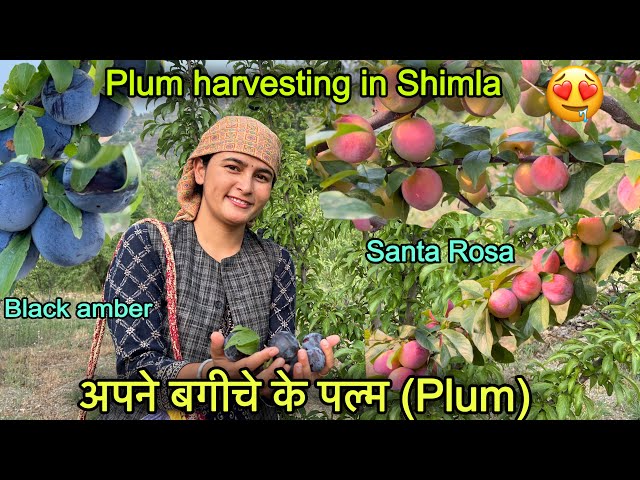 पहाड़ों में अपने बगीचे के पल्म (Plum) 🤤|| Plum Farming || pahadi lifestyle Vlog || Girl from North