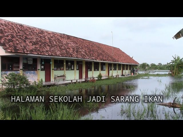 Banjir halaman SD jadi tempat mancing sarang ribuan ikan