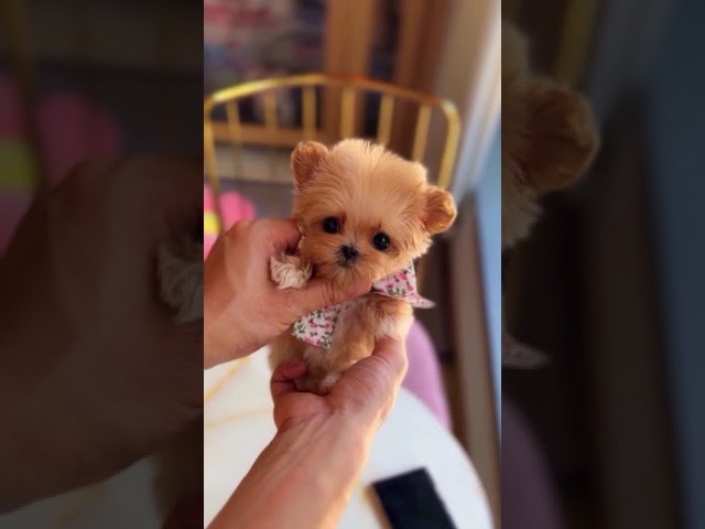 the world's smallest puppy