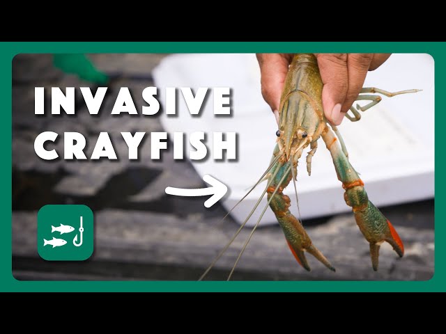 Crayfish Concerns