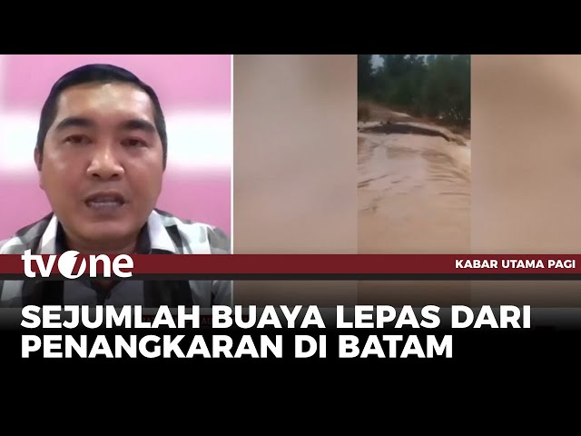 Waduh! Penangkaran di Batam Jebol, Buaya Bebas! | Kabar Utama Pagi tvOne