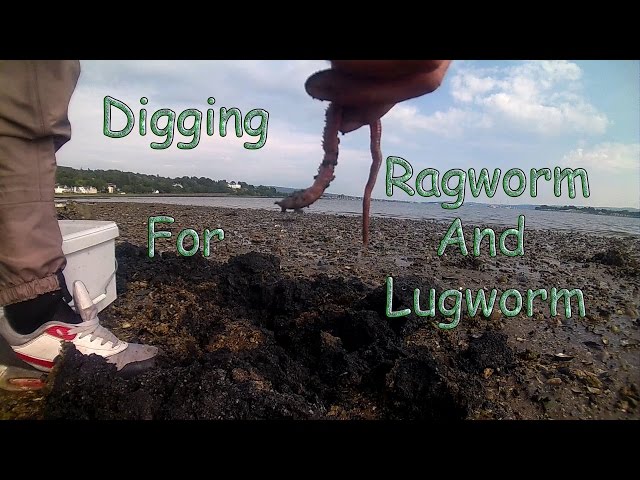 Digging Bait Ragworm and Lugworm