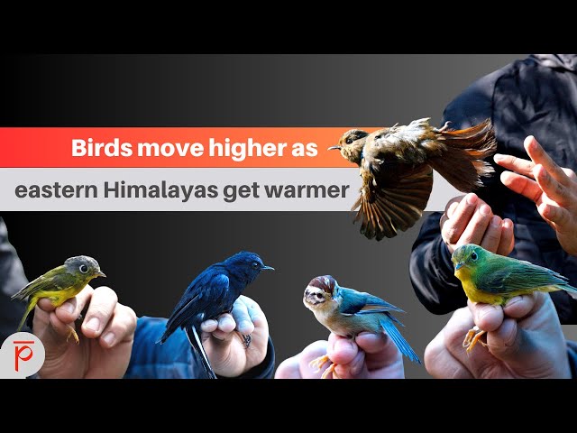 Birds move higher as eastern himalayas get warmer