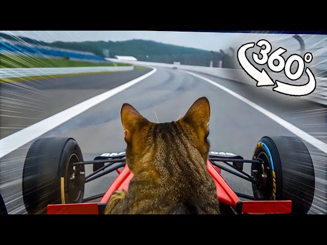 360° Cat Competes in Formula 1 Races: You Have to See This! | 360° Experience