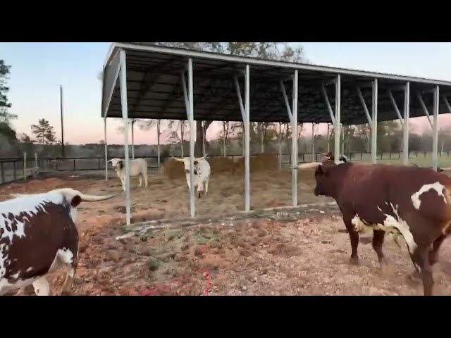 Ima Survivor Sanctuary is moving cows