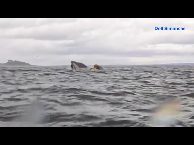 VIDEO: Humpback whale swallows kayaker — and it's all captured on camera