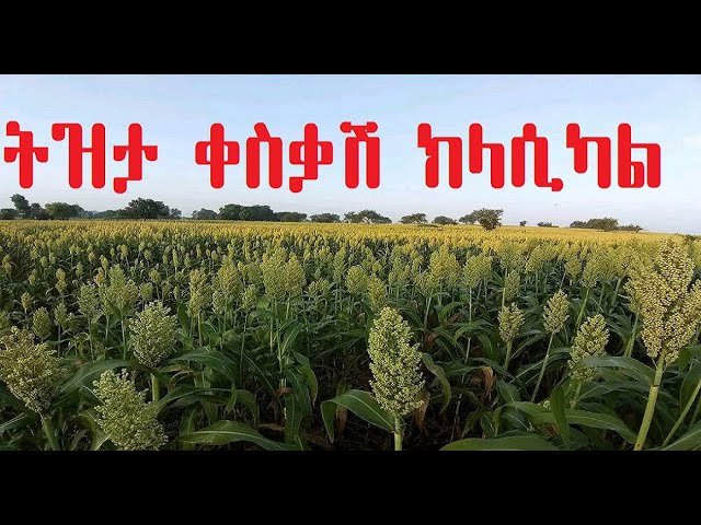 ትዝታ ቀስቃሽ ምርጥ ክላሲካል | Best Classical | New Classical | Best Instrumental music