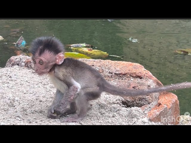 Luna's baby monkey has started jumping and playing again