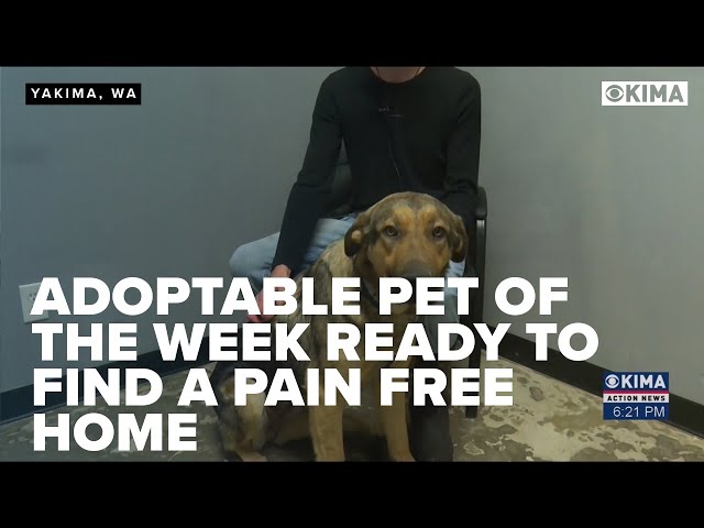 Adoptable Pet of the Week Ready to Find a Pain Free Home