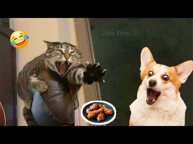 When Dogs and Cats Get Funny – 100% Laugh Guaranteed 😅