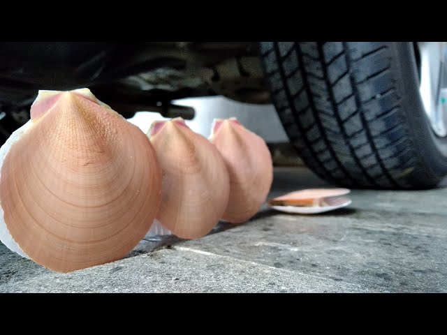 CAR EXPERIMENTS vs SEAFOOD shells vs DINO TOYS vs EGG SKINS || ASMR