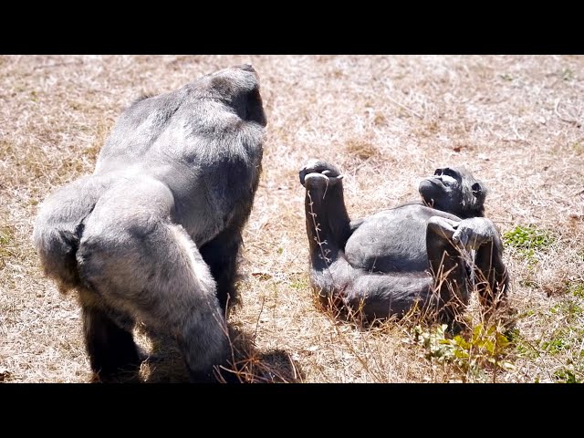 Silverback Gorilla Checking on His Daughter's Health | The Shabani's Group