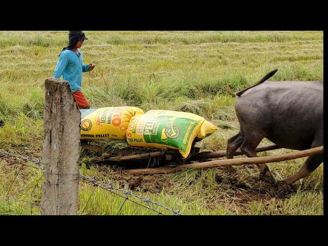 LIVE harvesting rice in my village 🇵🇭 #riceharvester #harvestingrice #farmers