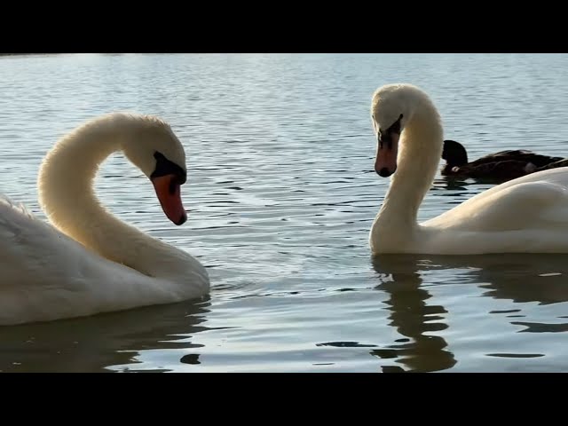 Let's relax to the music. Swans are the decoration of nature.