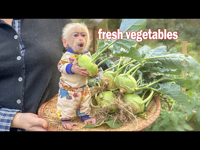 Lala is happy when the garden is full of clean vegetables!