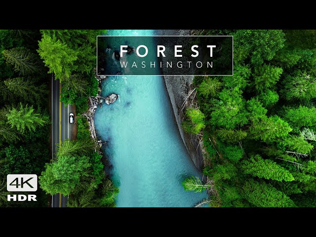 FOREST 4K Washington's  STUNNING Nature - Cinematic Relaxation film with calming music