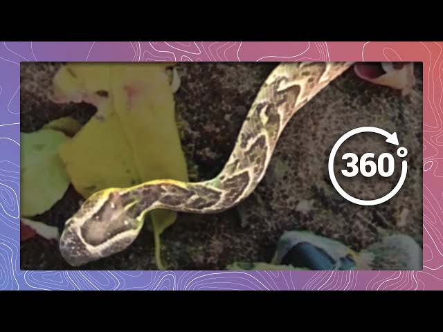 A Deadly Puff Adder Meanders Across the Sand | Wildlife in 360 VR